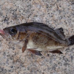 メバルと戯れる